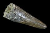 Fossil Crocodile (Goniopholis) Tooth - Aguja Formation, Texas #76763-1